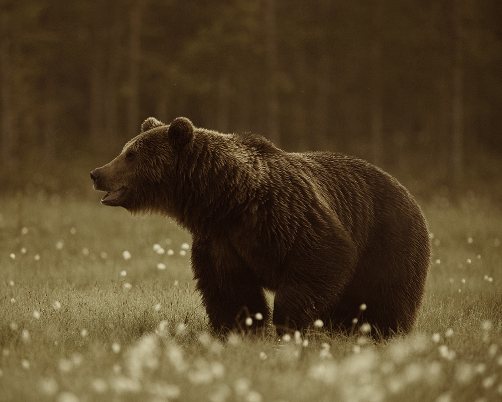 MESIKÄPPADE  TREHVAMISEST AVINURME METSADES